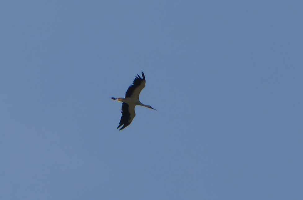 P1000042storch